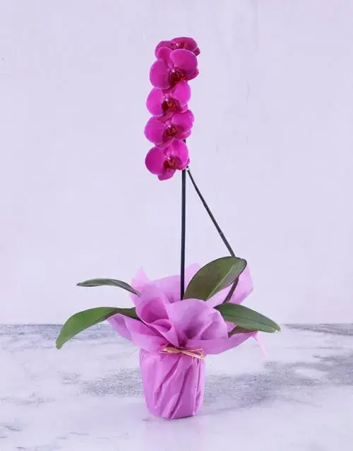 Purple Orchid Plant in Purple Wrapping | Phalaenopsis Orchid Plant