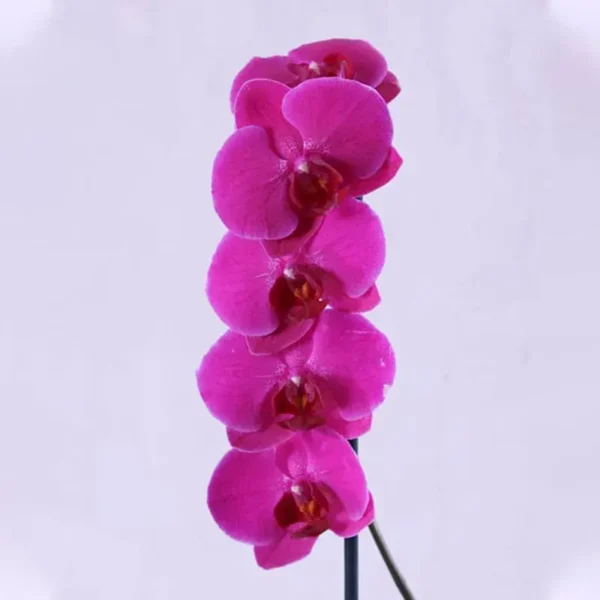 Purple Orchid Plant in Purple Wrapping | Phalaenopsis Orchid Plant