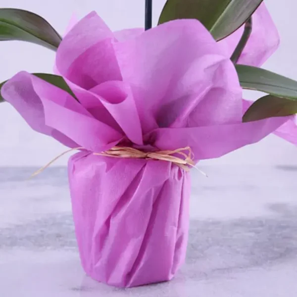 Purple Orchid Plant in Purple Wrapping | Phalaenopsis Orchid Plant