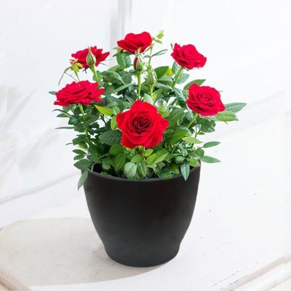 Rose Plant - Rose Velvet