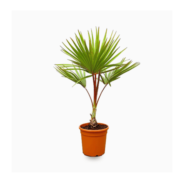 Red Latania Palm Tree