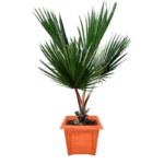 Red Latania Palm Tree