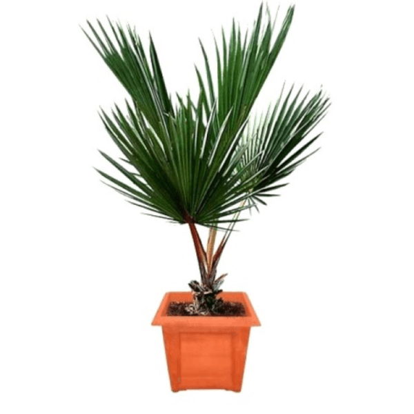 Red Latania Palm Tree