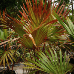 Red Latania Palm Tree