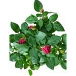 Rose Plant - Rose Velvet