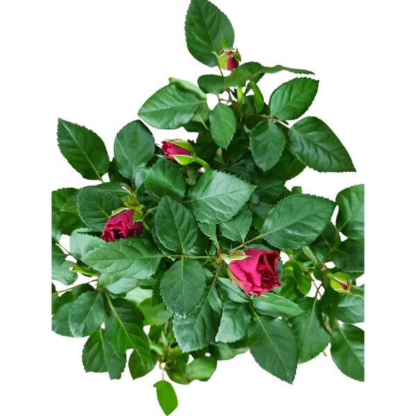 Rose Plant - Rose Velvet