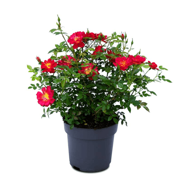 Miniature Rose Plant (Patio Roses, Polyanthus Roses, Carpet Roses)