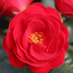 rosepatio2.png