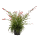 Russelia - Firecracker Plant
