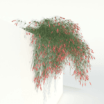 Russelia - Firecracker Plant