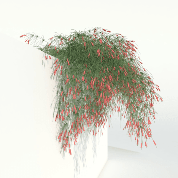 Russelia - Firecracker Plant