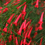 Russelia - Firecracker Plant