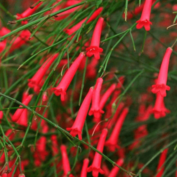 Russelia - Firecracker Plant
