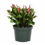 Schlumbergera - Christmas Cactus - Zygocactus