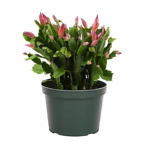 Schlumbergera - Christmas Cactus - Zygocactus