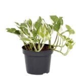 Scindapsus N'joy Plant