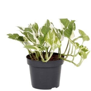 scindapsus-njoy.jpg