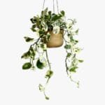 Scindapsus N'joy Plant