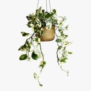 Scindapsus N'joy Plant