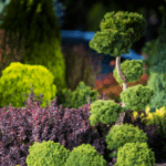 shrubs plants