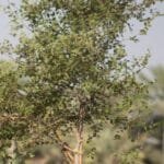 Ziziphus Spina Christi - Sidr Tree