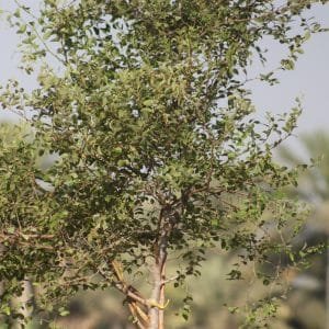 sidr-tree-zizphus-spina-300×300-1.jpg