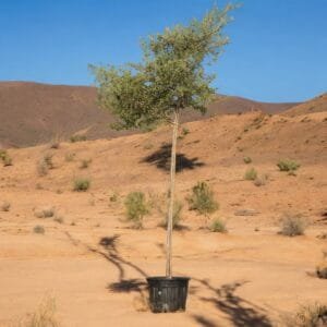 Ziziphus Spina Christi - Sidr Tree