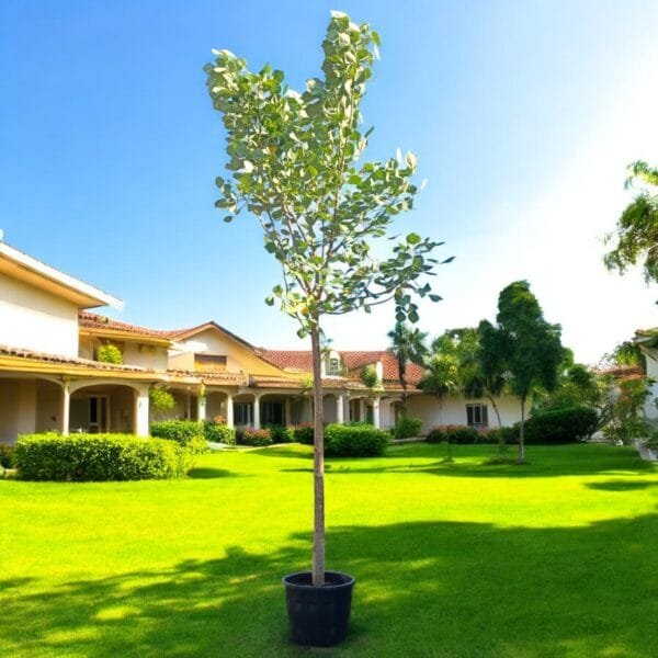 Bombax ceiba - Red Silk Cotton Tree - Simbal
