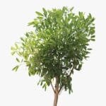 Tabebuia Argentea - Golden Bell Tree