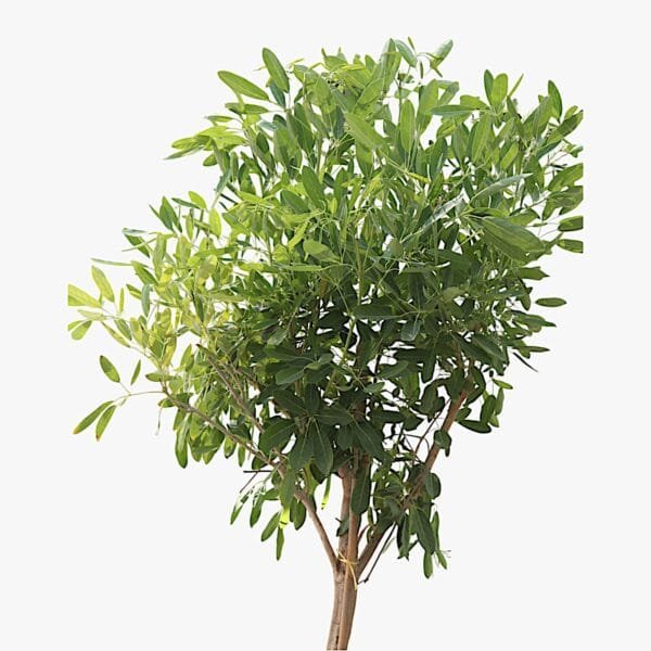 Tabebuia Argentea - Golden Bell Tree