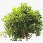 Tabebuia Rosea - Rosy Trumpet Tree