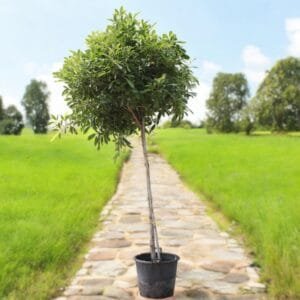 tabebuia-rosea-40-50mm-dia-2m-ct-3.5m-oah-2.jpg