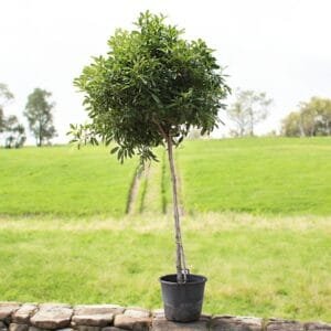Tabebuia Rosea - Rosy Trumpet Tree