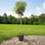 Tabebuia Argentea - Golden Bell Tree