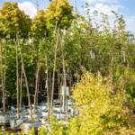 trees
