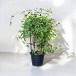 Tristellateia Australasiae - Shower of Gold Climber