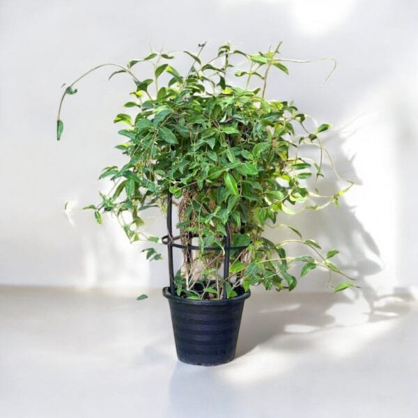 Tristellateia Australasiae - Shower of Gold Climber