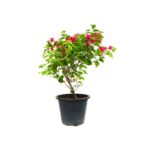 Bougainvillea Rainbow Gold - Vibrant Climbing Plant with Colorful Bracts