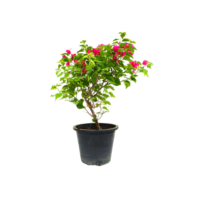 Bougainvillea Rainbow Gold - Vibrant Climbing Plant with Colorful Bracts