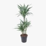 Dracaena Warneckii Plant (Dragon Plant, Corn Plant, Female Dragon)