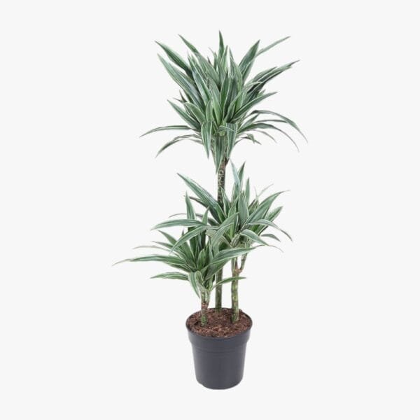 Dracaena Warneckii Plant (Dragon Plant, Corn Plant, Female Dragon)