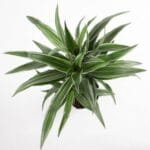 Dracaena Warneckii Plant (Dragon Plant, Corn Plant, Female Dragon)