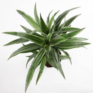 Dracaena Warneckii Plant (Dragon Plant, Corn Plant, Female Dragon)