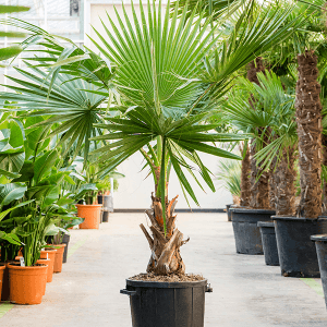 washingtonia-3-300×300-1.png
