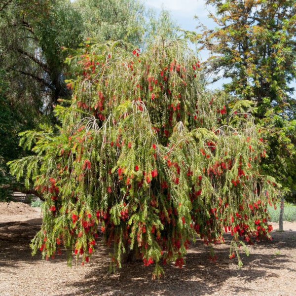 Callistemon Viminalis "Melaleuca Viminalis" (Weeping Bottlebrush/Creek Bottlebrush)