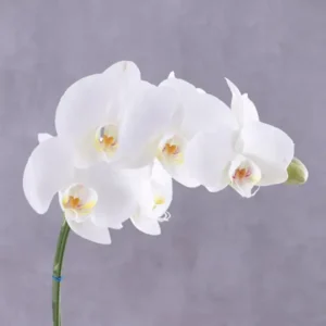 white-orchid-plant-in-grey-wrapping_2.webp