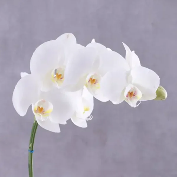 White Orchid Elegance: Grey-Wrapped Plant Delight | Phalaenopsis Orchid Plant