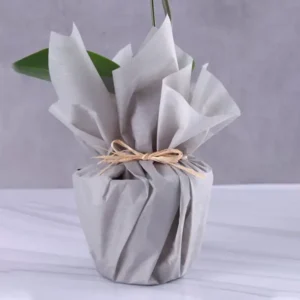 White Orchid Elegance: Grey-Wrapped Plant Delight | Phalaenopsis Orchid Plant