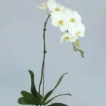 White Orchid Beauty: A Graceful Vase Ensemble | Phalaenopsis Orchid Plant