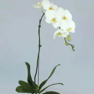 white-orchid-plant-in-vase_2.webp